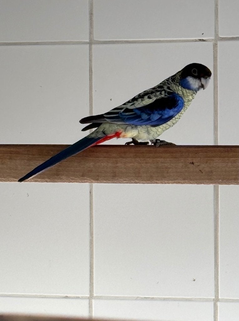 1-0 Brown Rosella, Dieren en Toebehoren, Mannelijk, Parkiet, Geringd