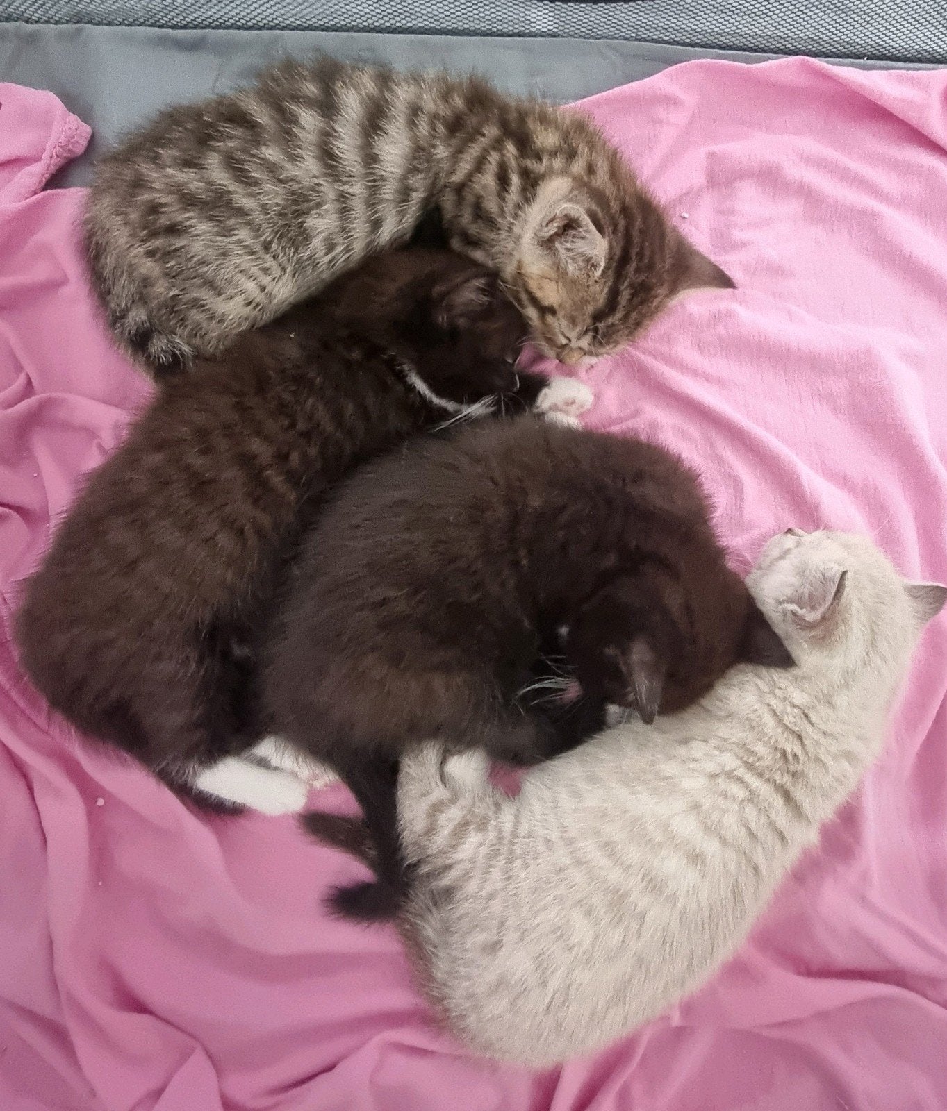 Britse korthaar Vader Turkse Van Moeder, Kater, Ontwormd, 0 tot 2 jaar