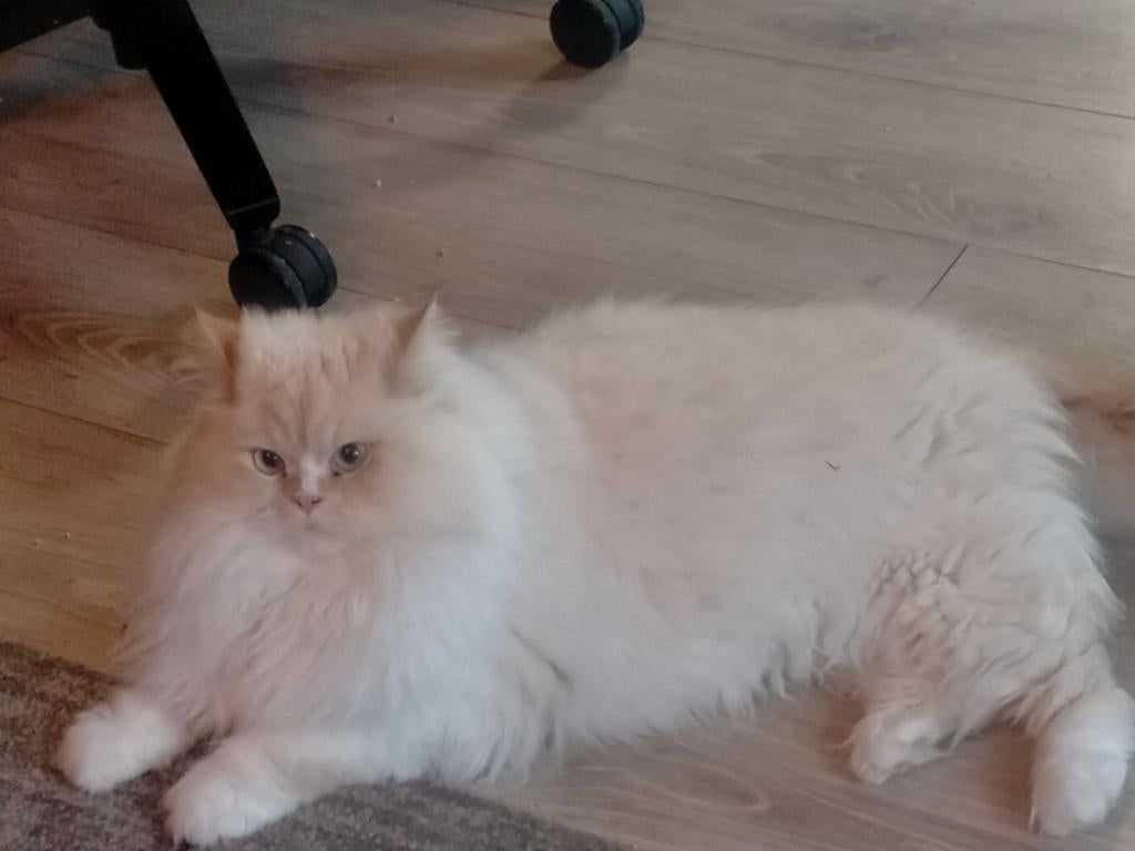 Prachtige Britse langhaar kater, Kater