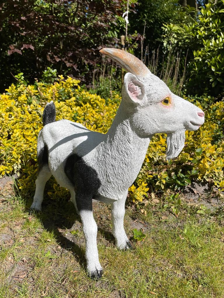Beeld Bok Geit witte sik tuin, gazon, boerderij 60cm, Ophalen, Nieuw, Kunststof, Dierenbeeld