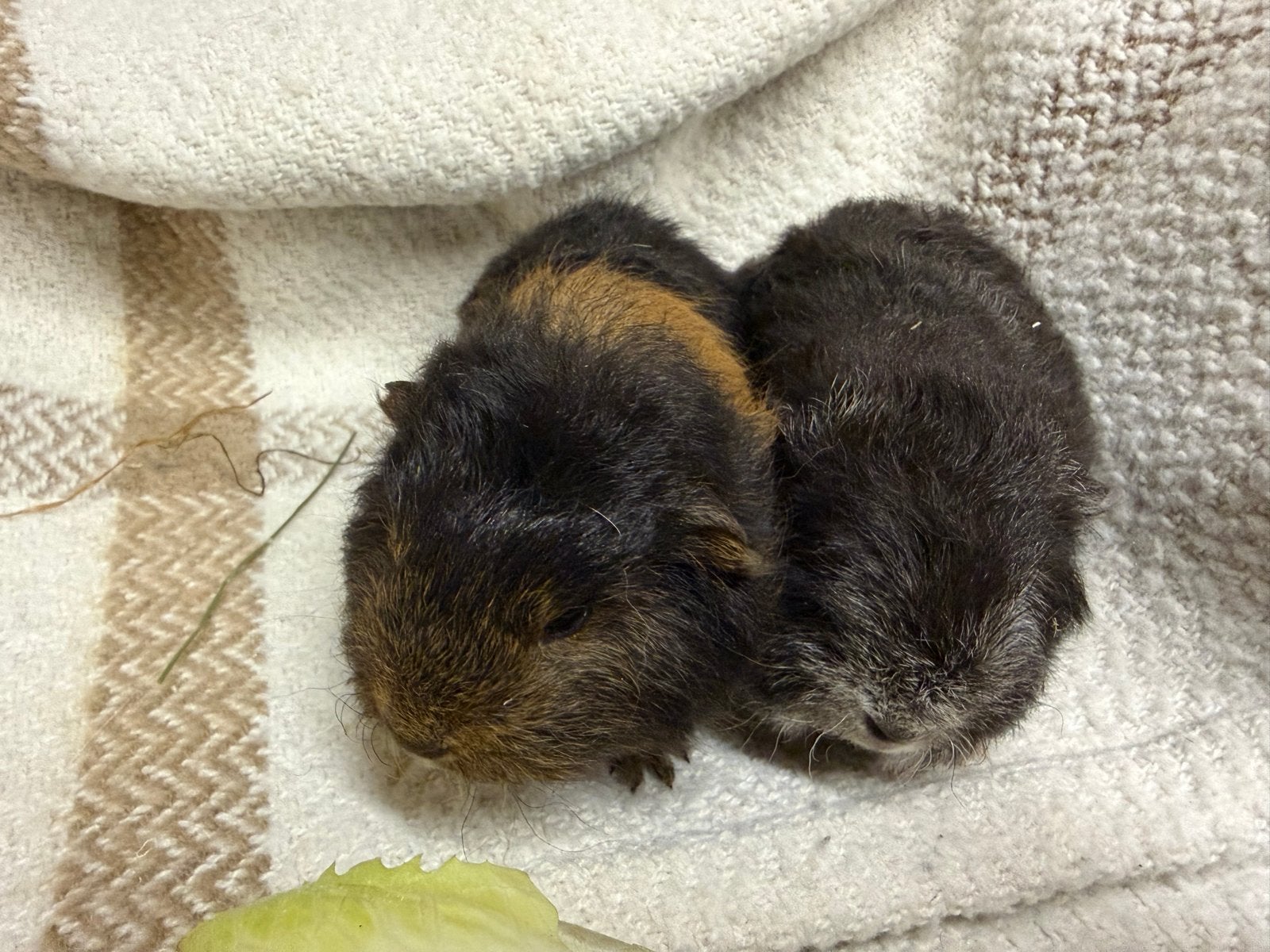 Ch teddy beertjes broertjes, Dieren en Toebehoren, Cavia, Augustus, Mannelijk, Tam