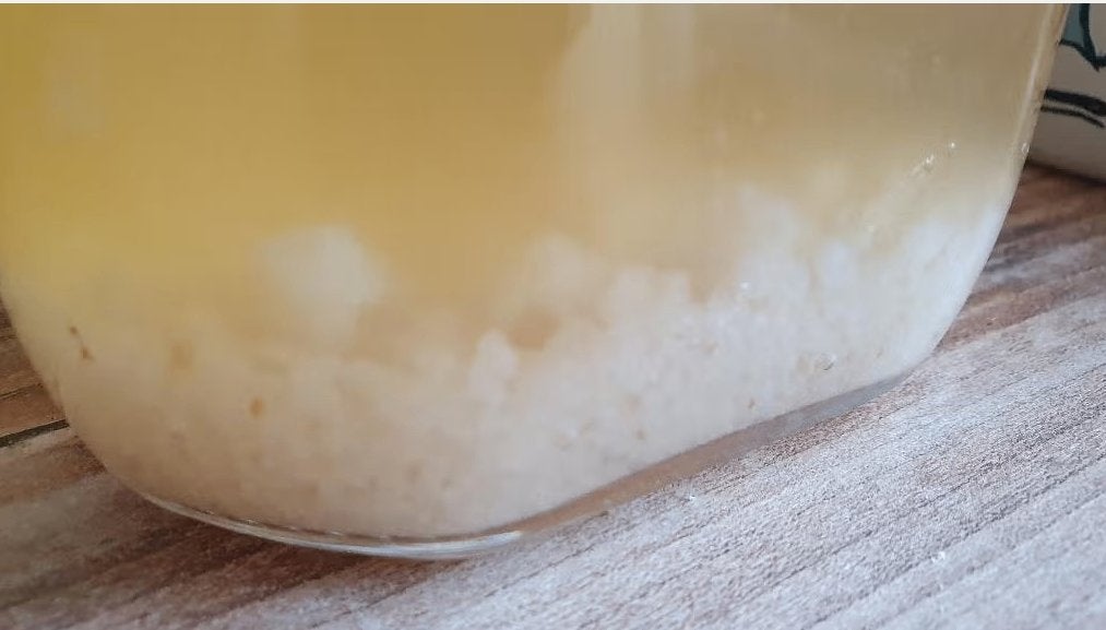 Gratis af te halen-waterkefir korrels, Ophalen