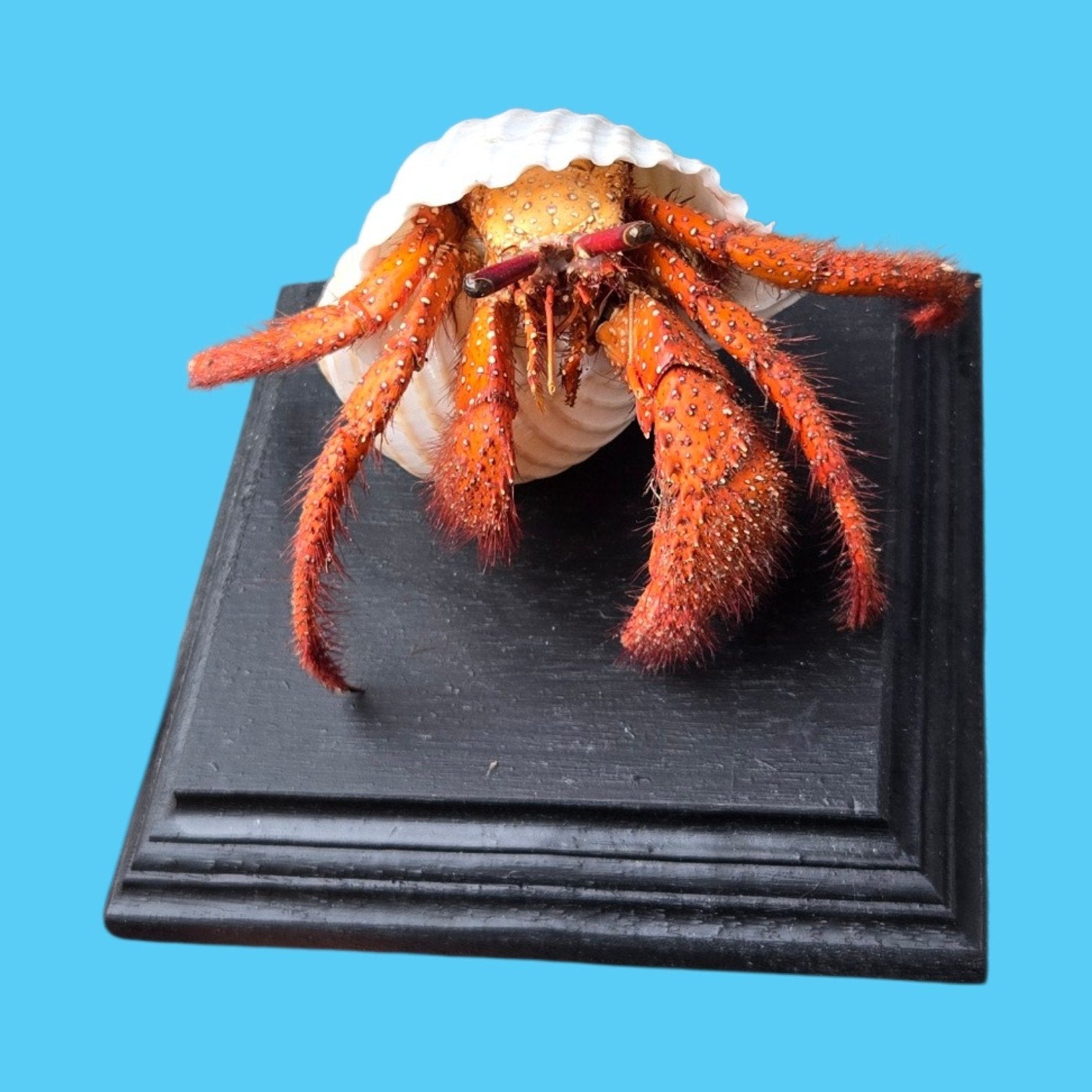 Opgezette Heremietkrab Large, Verzamelen, Dierenverzamelingen, Ophalen of Verzenden, Nieuw, Opgezet dier