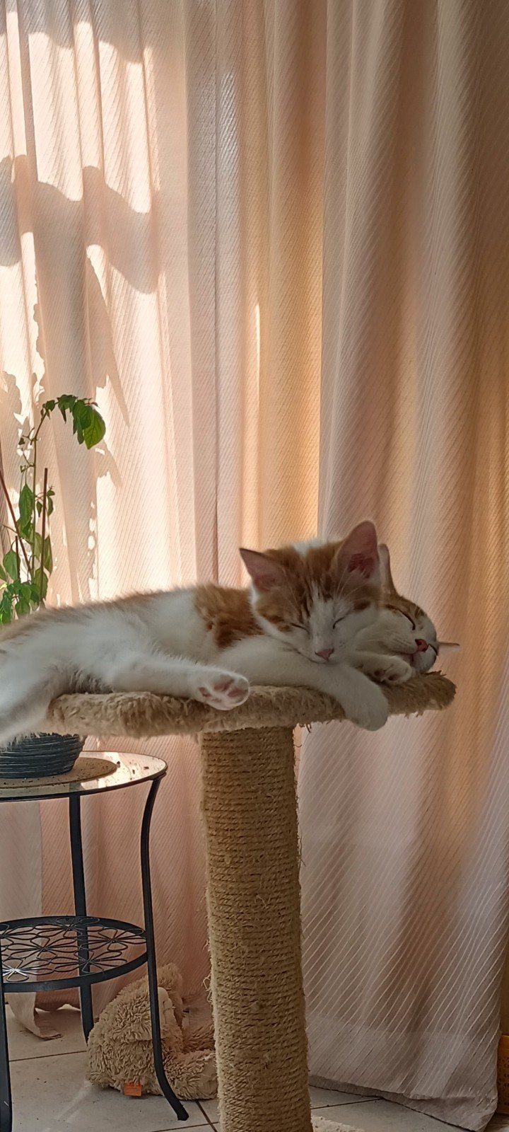 Lieve kittens, Meerdere dieren