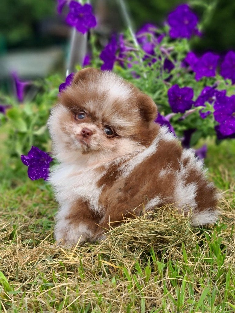 Pomeriaan pup reutje Merle Bear type – te reserveren, Keeshond, Reu, 8 tot 15 weken, Buitenland