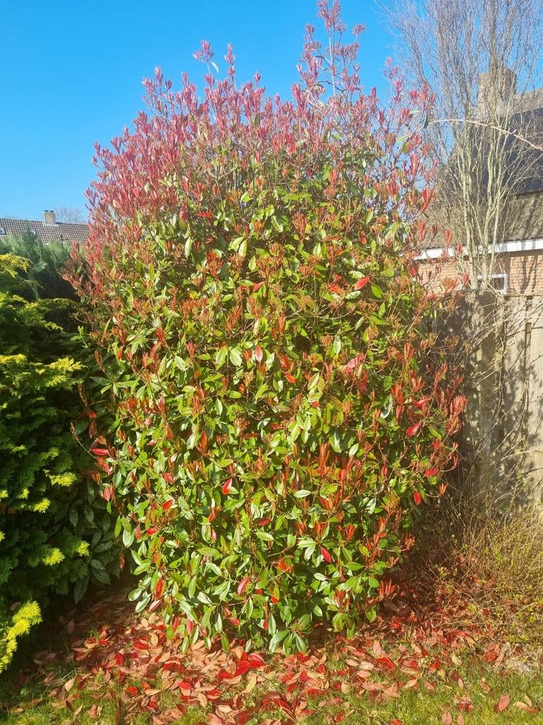 Glansmispel "Red Robin", Tuin en Terras, Planten | Struiken en Hagen, Overige soorten, 100 tot 250 cm, Ophalen