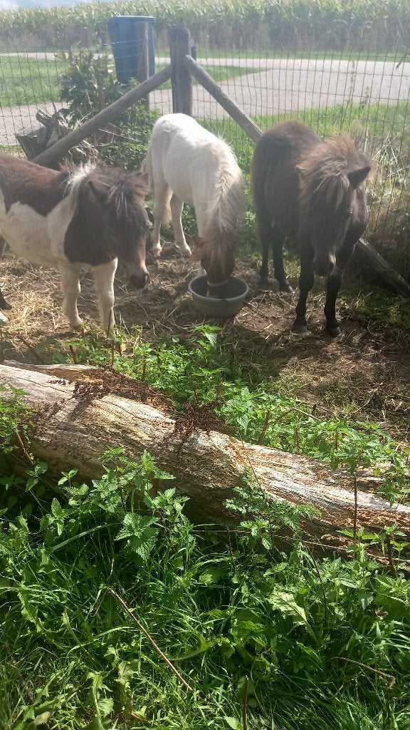 3 MOOIE HENGSTVEULENTJES TE KOOP, Hengst