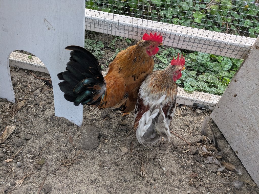 Twee tamme Serama haantjes (20 weken oud), Dieren en Toebehoren, Mannelijk, Tam