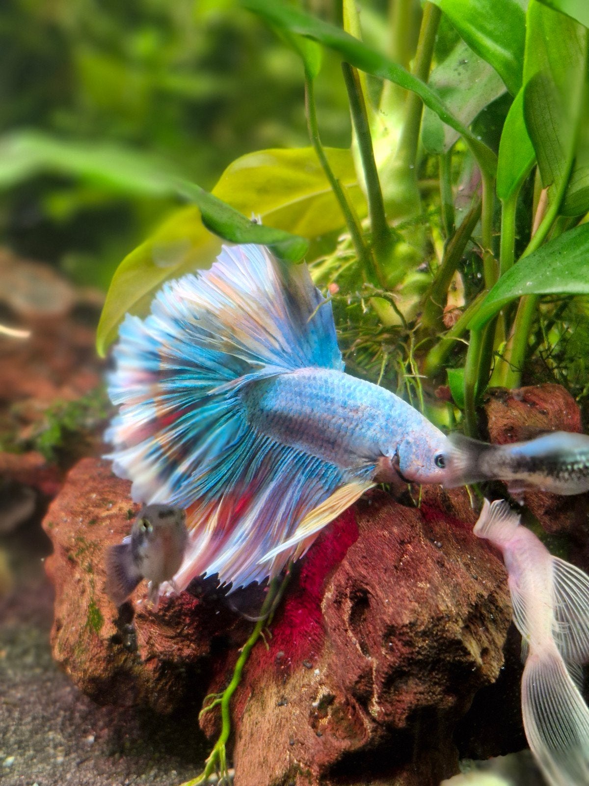 Betta kempvis man, Dieren en Toebehoren