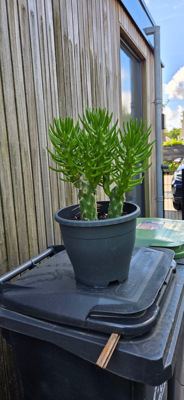 Cactus, Ophalen, Minder dan 100 cm, Volle zon, In pot