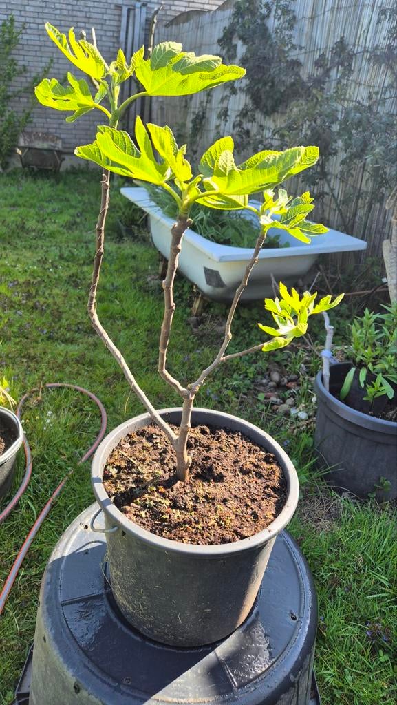 Vijgenboom 50cm hoog, Tuin en Terras, Bloempotten, Ophalen, Rond, Steen, 40 tot 70 cm