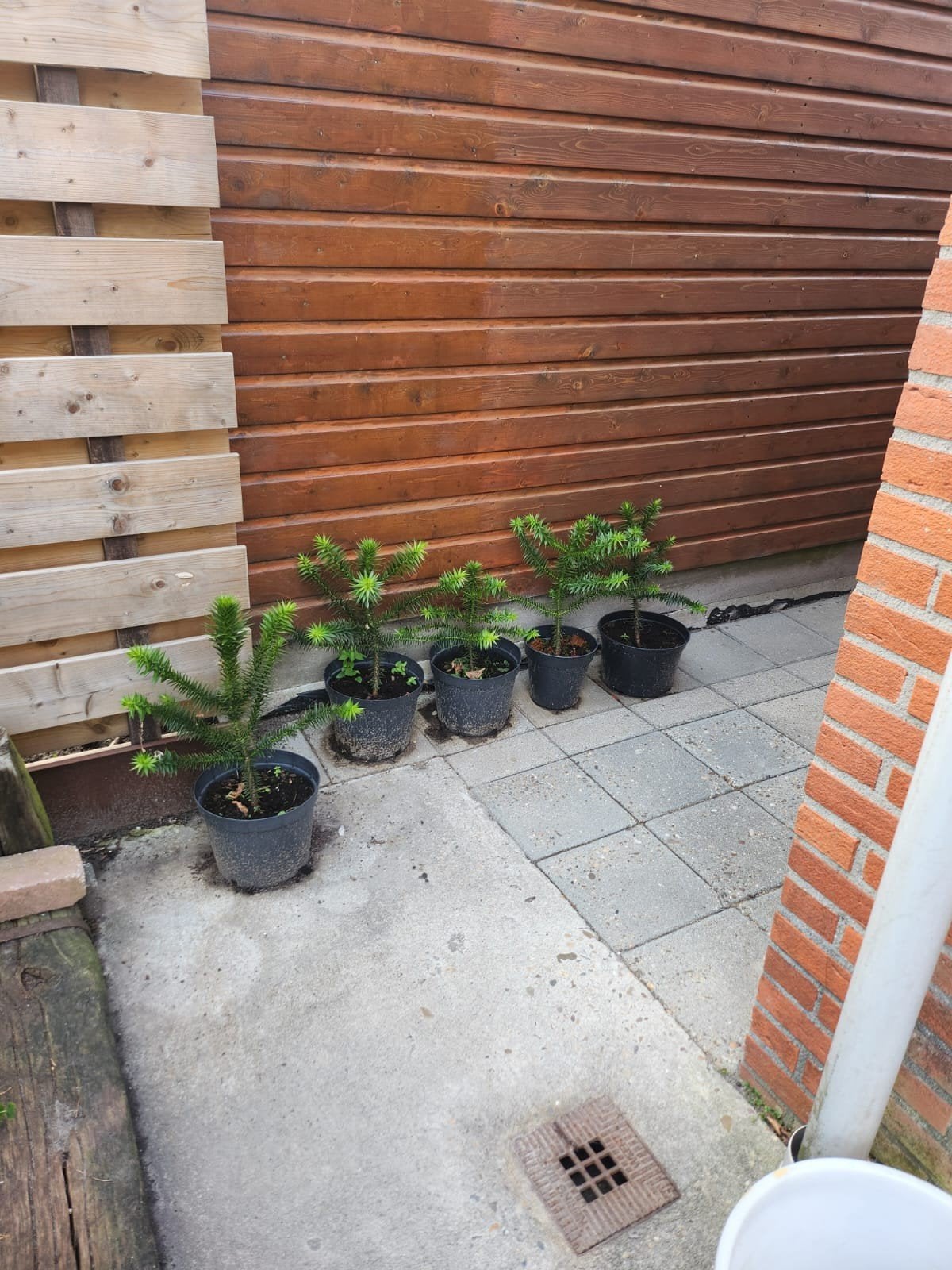 Apenboom (Araucaria araucana) - Diverse maten, Tuin en Terras, Planten | Bomen, Bloeit niet, Overige soorten, 100 tot 250 cm, Ophalen