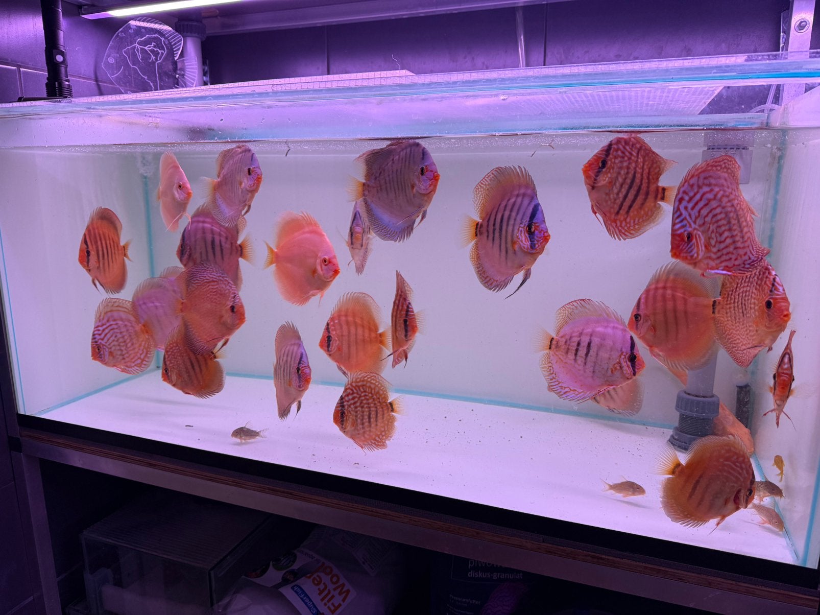 Diverse discusvissen vanaf 5/6cm t/m 14cm, Dieren en Toebehoren, Vis