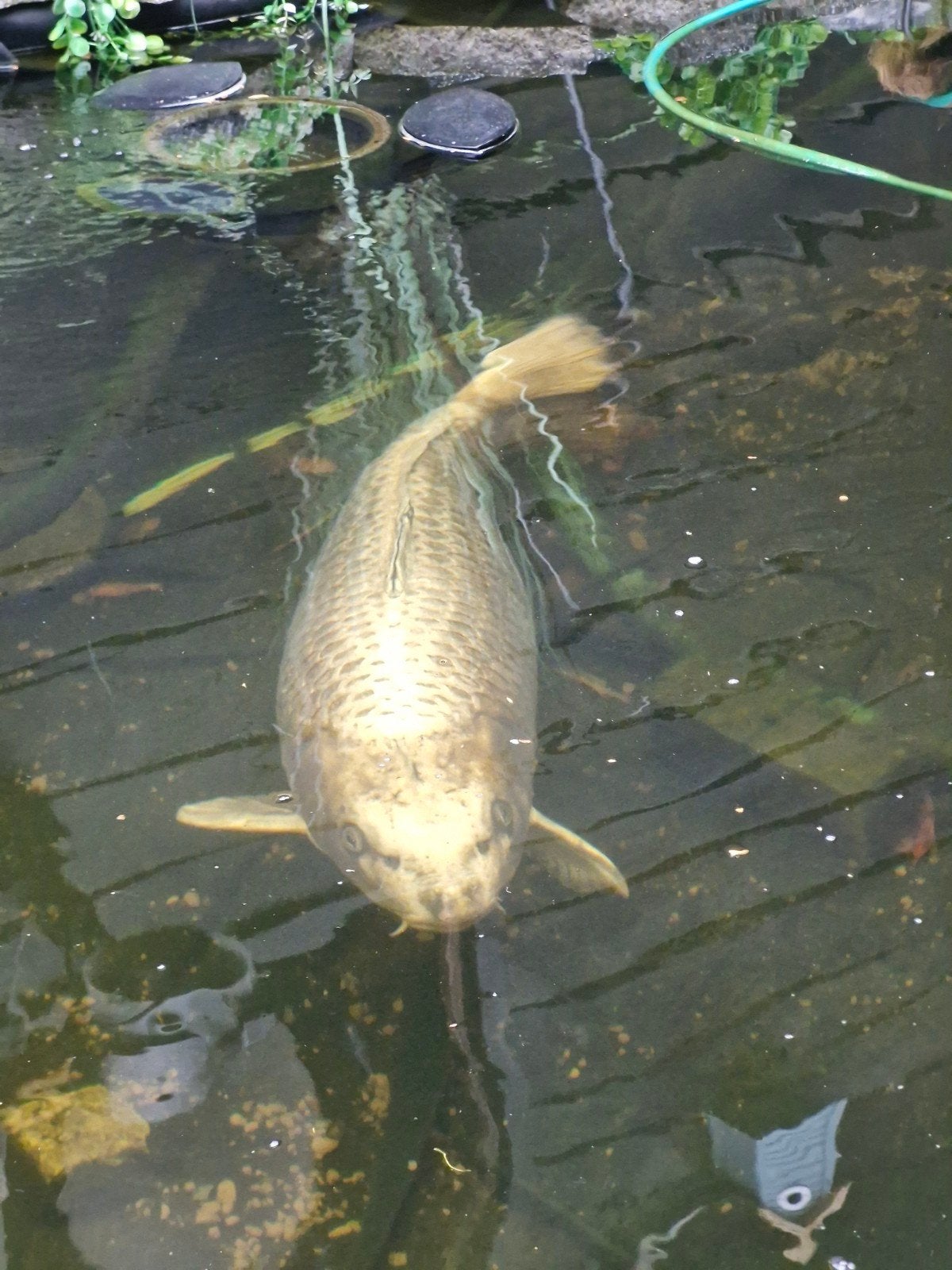 Jappanse goud koi 80cm dik, Karper of Koi