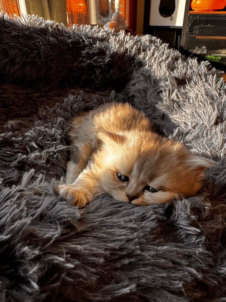 Kittens