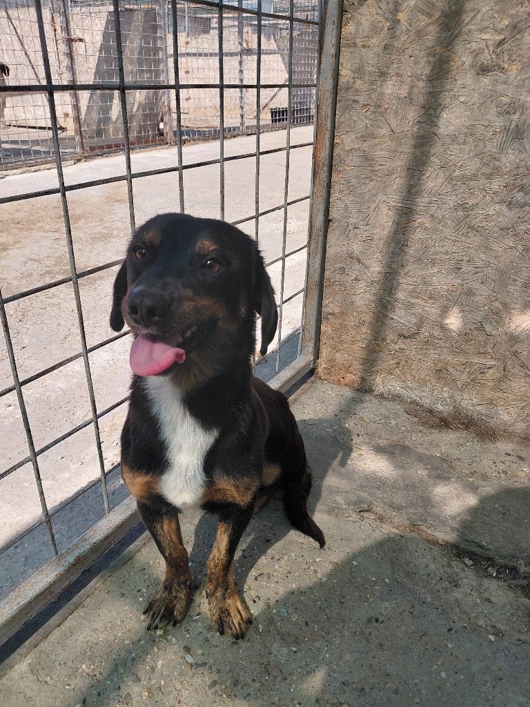 Knuffel Dodo ter adoptie!, Dieren en Toebehoren, Honden | Niet-rashonden, Particulier, Reu, Buitenland, Eén hond