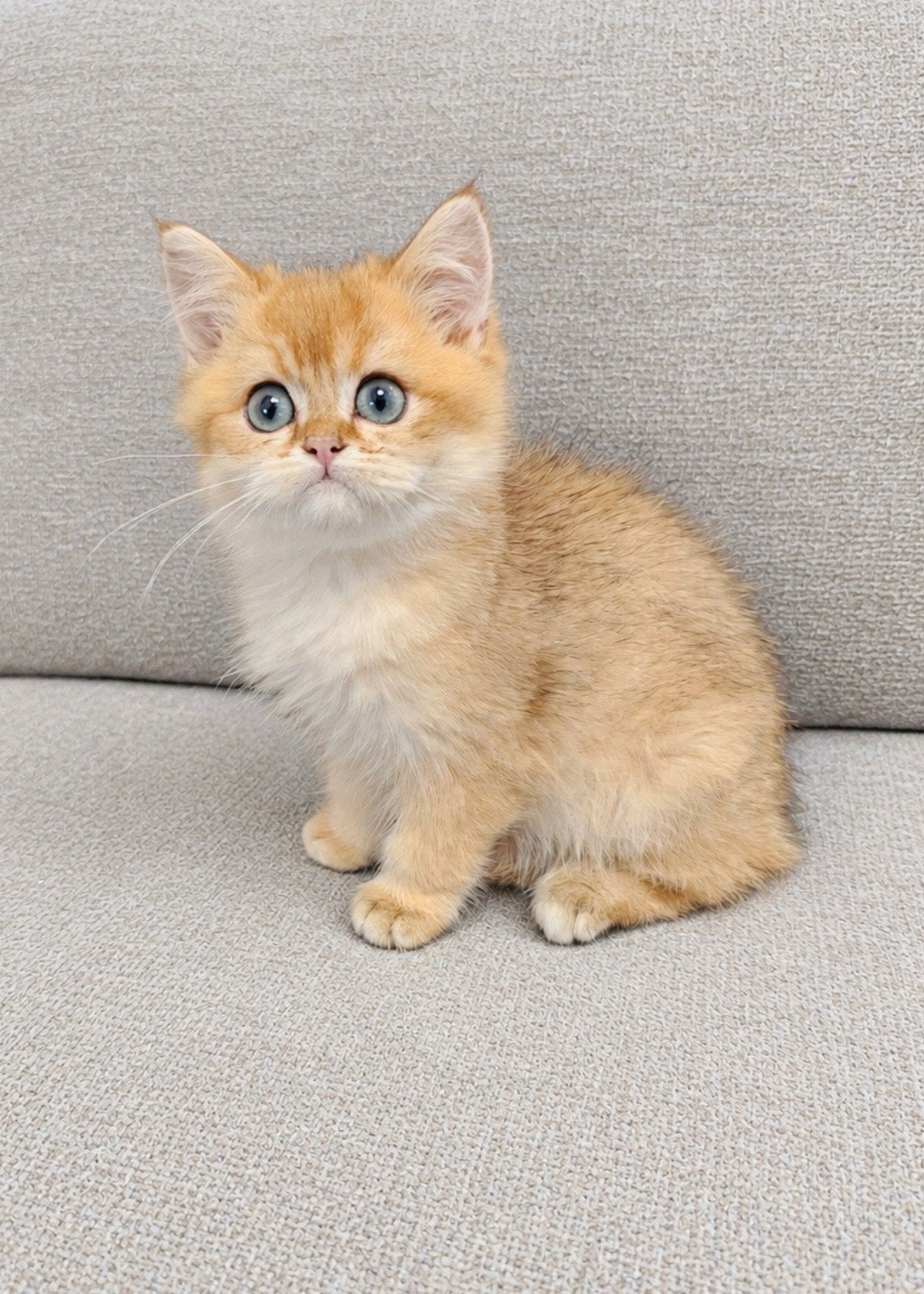 Britse korthaar kittens met stamboom, Dieren en Toebehoren, Meerdere dieren, Met stamboom, 0 tot 2 jaar