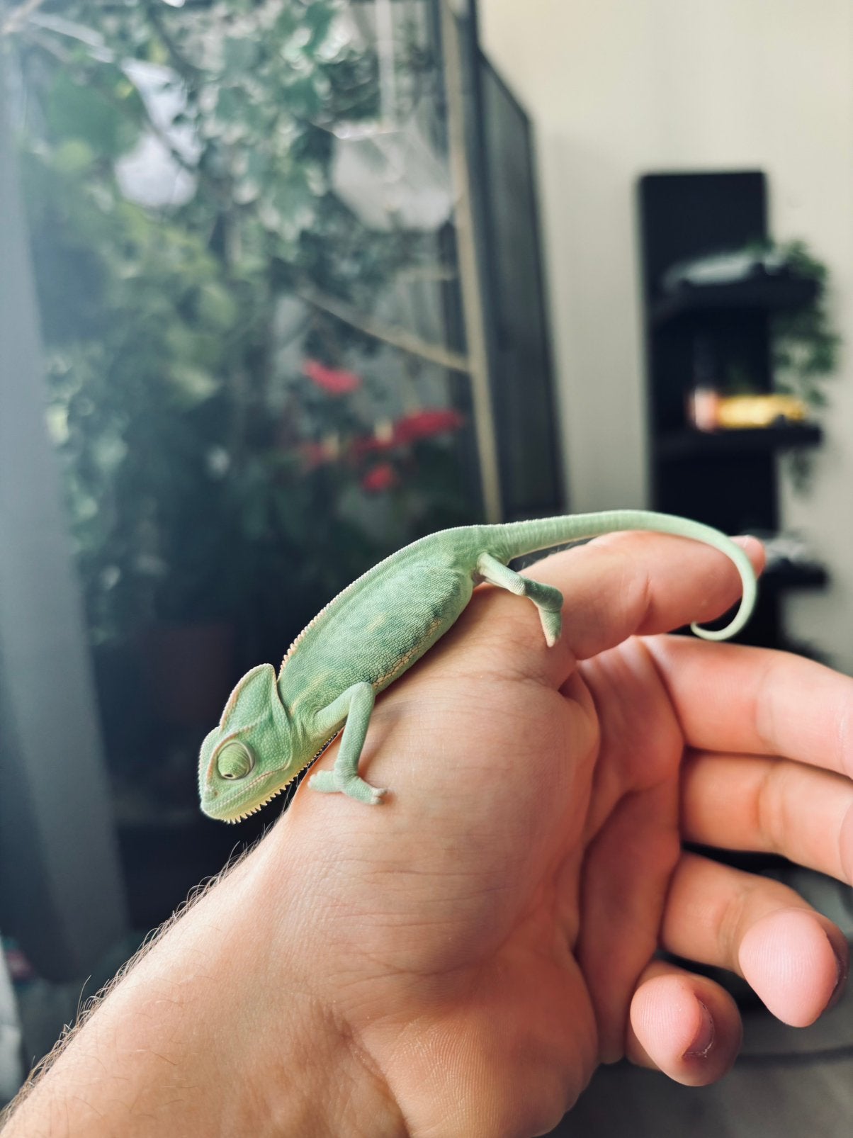 Baby jemen kameleon, Dieren en Toebehoren, Reptielen en Amfibieën, Schildpad, 0 tot 2 jaar