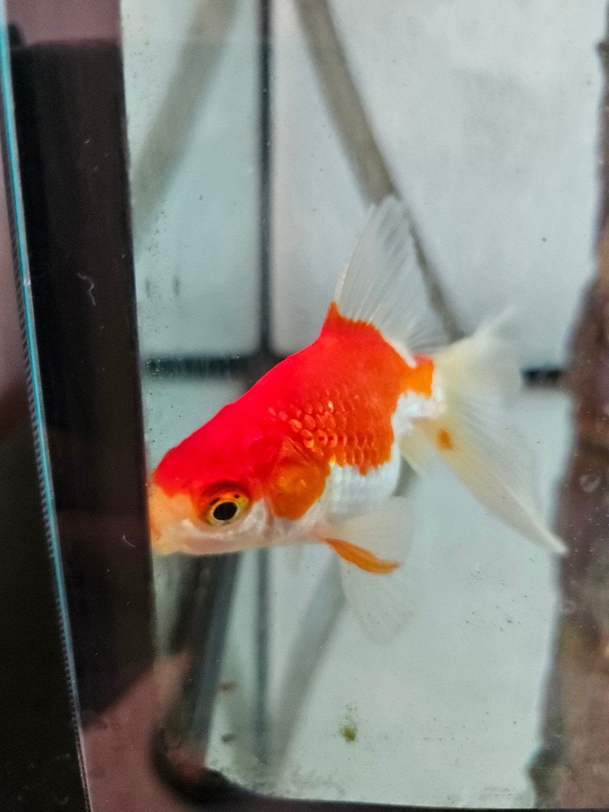 Prachtige sluierstaartvis, 2 jaar, Dieren en Toebehoren, Vissen | Aquariumvissen, Vis, Zoetwatervis