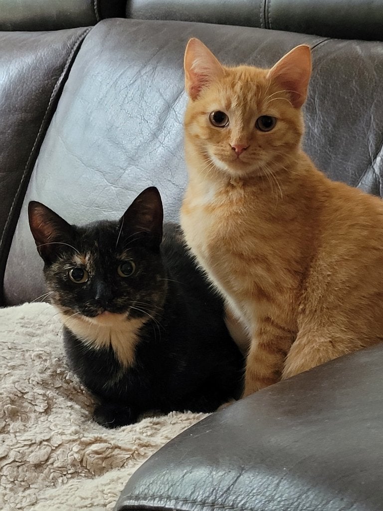 Moxie en Sosha ter adoptie ️, Dieren en Toebehoren, Meerdere dieren, Kortharig, 0 tot 2 jaar