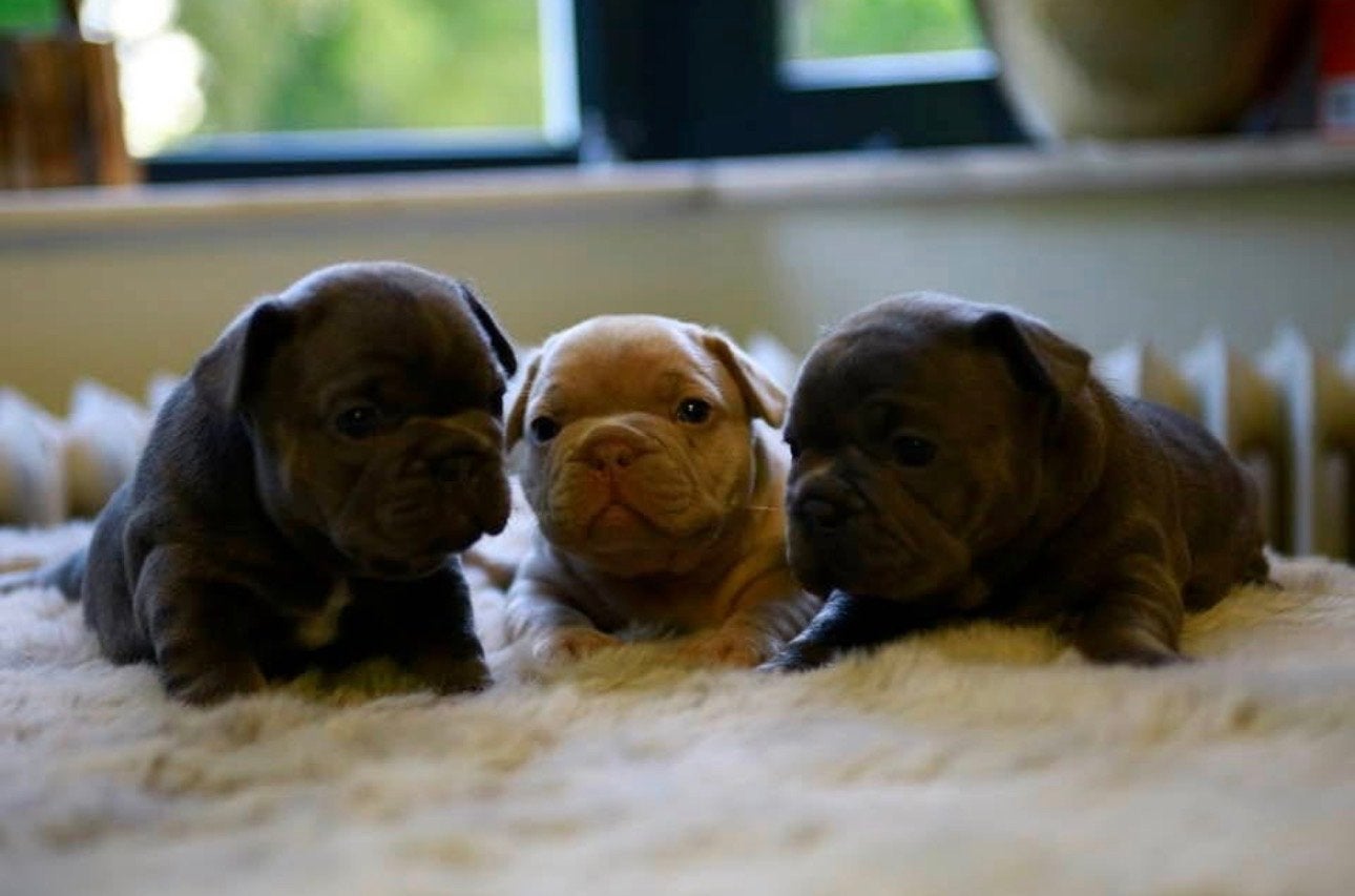 Franse bulldog pups, Dieren en Toebehoren, Honden | Bulldogs, Pinschers en Molossers, 8 tot 15 weken, Bulldog, Meerdere, Meerdere dieren