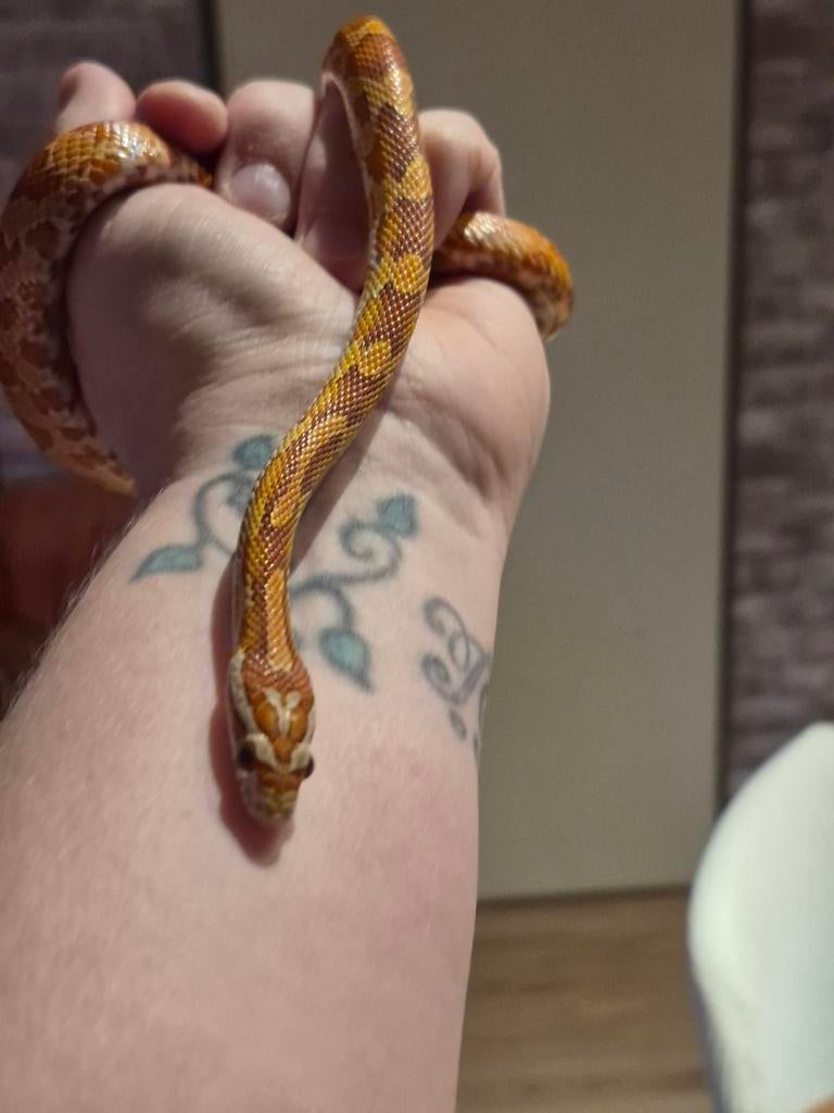 Mooie rattenslang Rat Snake - unknown for sale from ...