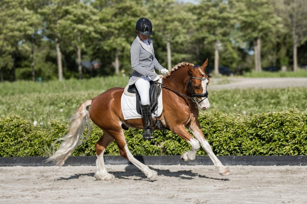 Zeer aparte en Talentvolle verschijning cat-D, Met stamboom, Ruin, 3 tot 6 jaar, L