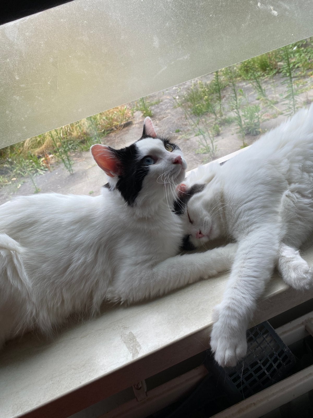 Prachtige Ragdoll-mix katers zoeken hun nieuwe familie, Dieren en Toebehoren, Katten en Kittens | Raskatten | Langhaar, Kater