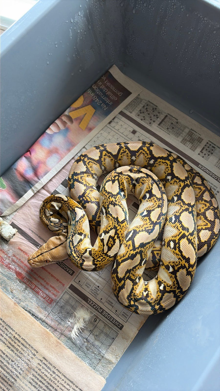 Zuivere Sumatra Mocha Retic Reticulated Python - female for sale from Michiel