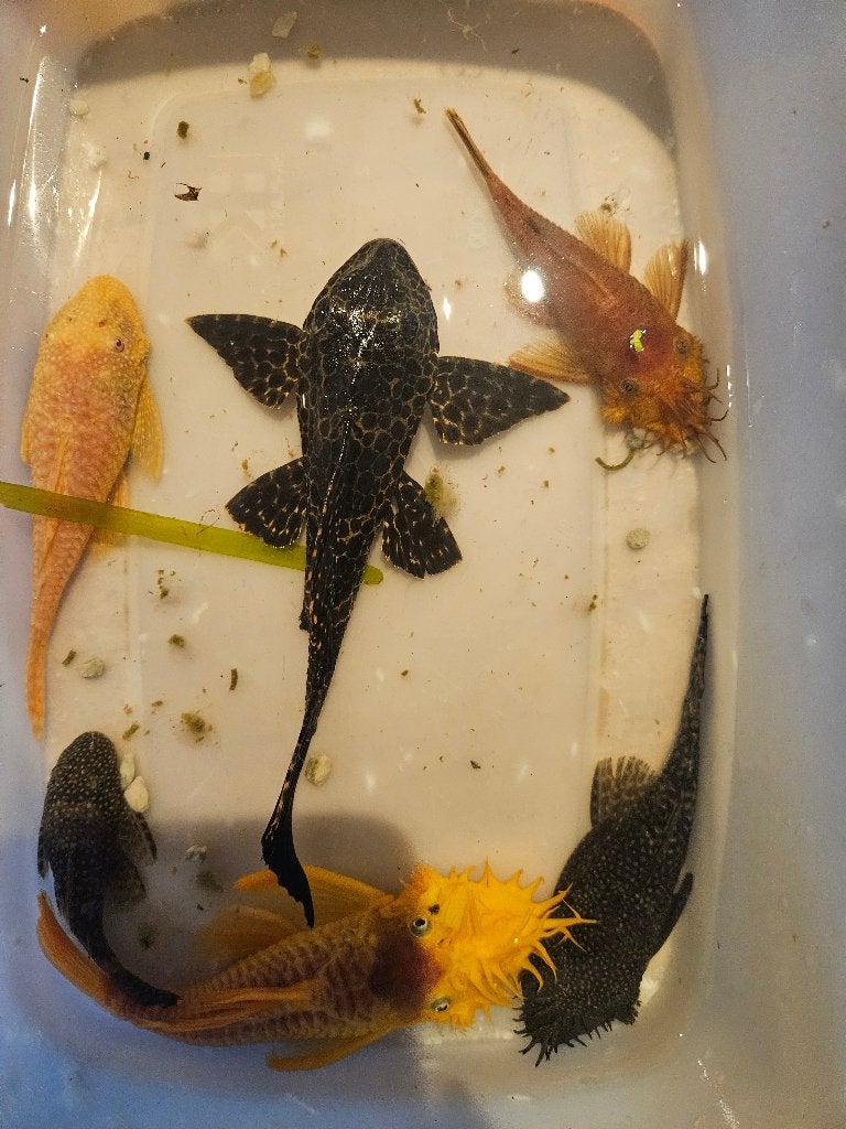 Algeneters ook L nummers, Dieren en Toebehoren, Vis