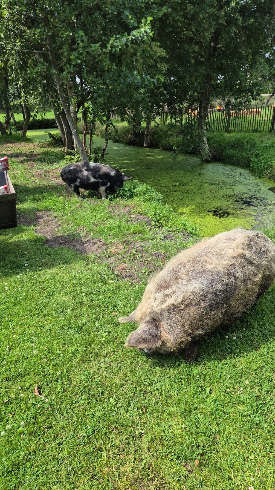 2 Kune kune varkens, zeugen, Dieren en Toebehoren, Schapen, Geiten en Varkens, Vrouwelijk, Geit