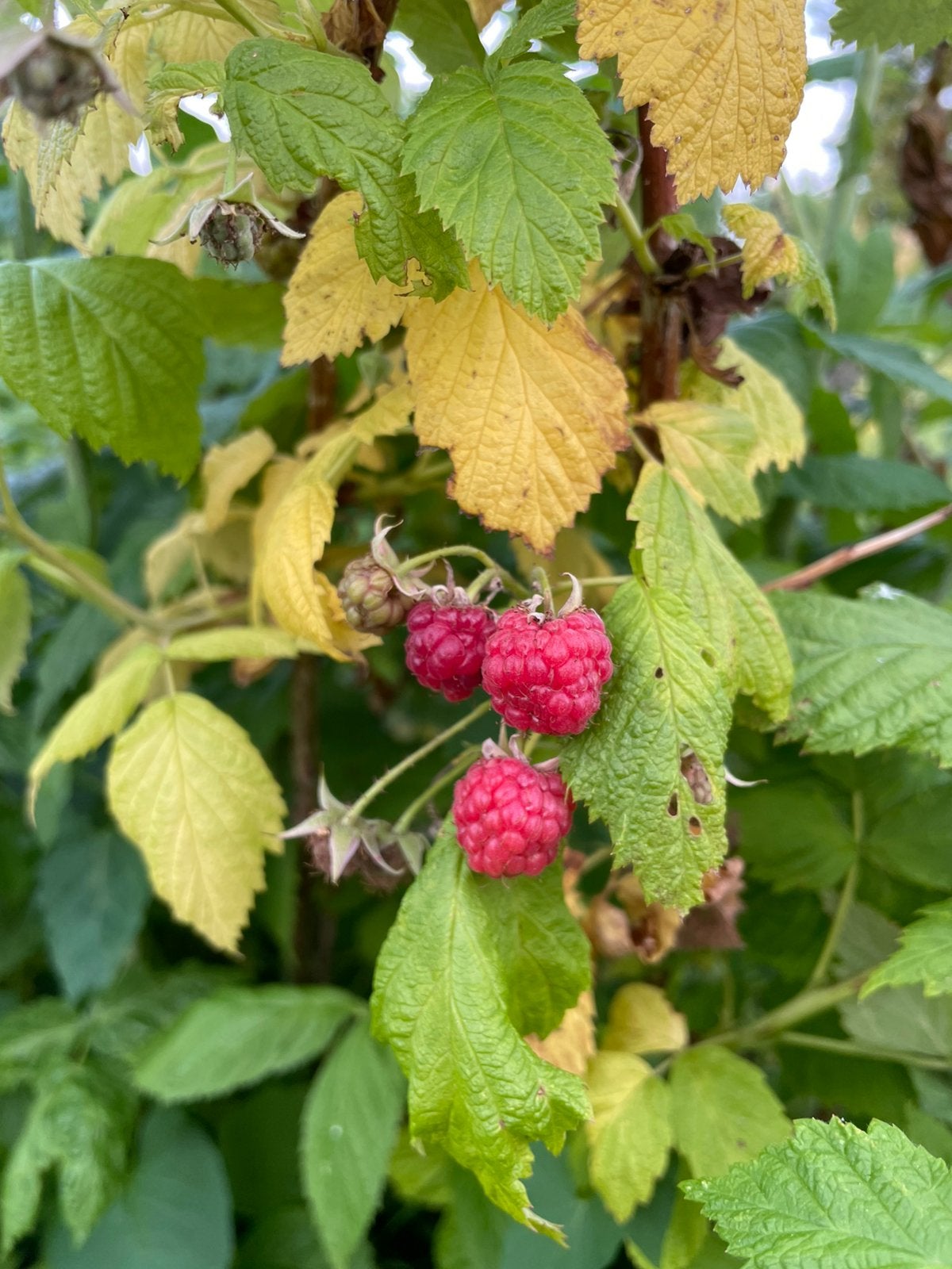 Frambozen planten / Raspberry plants, Tuin en Terras, Ophalen, Volle zon, Vaste plant, Zomer