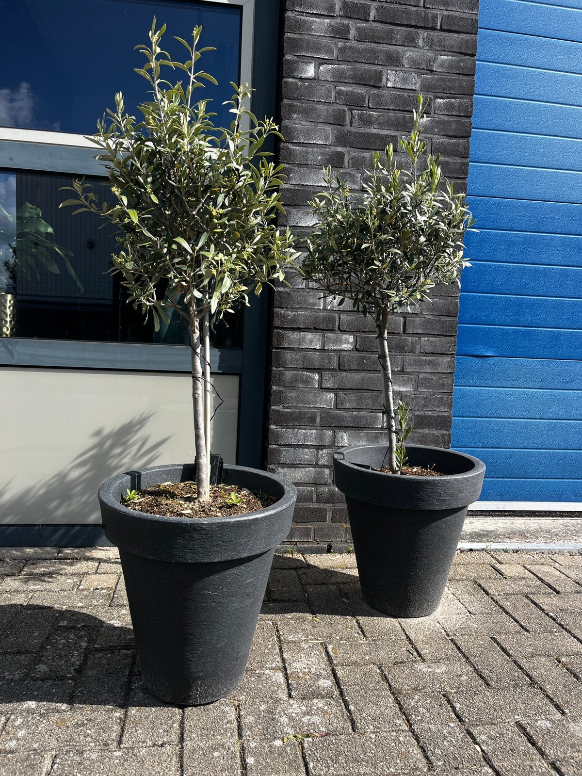 2 leuke olijfboompjes in antraciet pot, Overige soorten, Minder dan 100 cm, Zomer, Ophalen
