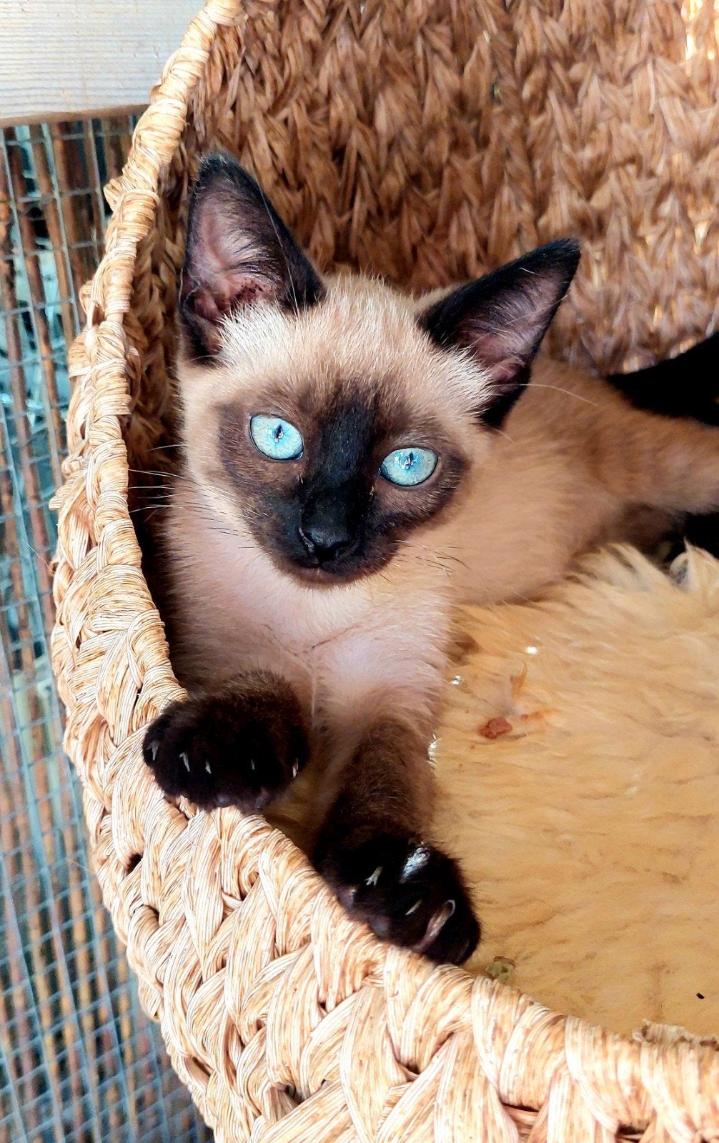Lieve kittens broer en zus, Dieren en Toebehoren, Katten en Kittens | Overige Katten, Meerdere dieren, Kortharig, 0 tot 2 jaar