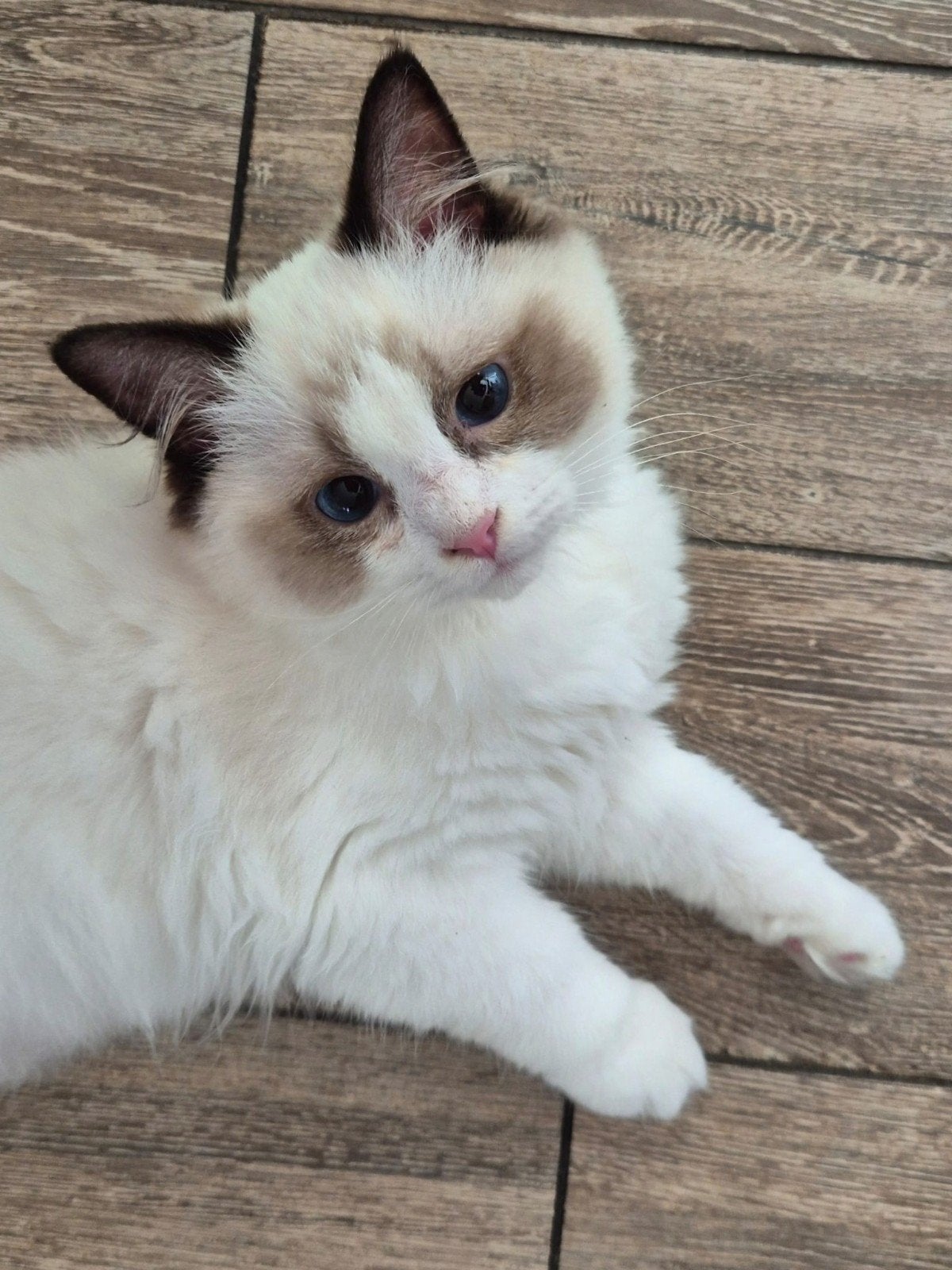 Prachtige lieve ragdoll kittens 💜 met stamboom, Meerdere dieren, Met stamboom