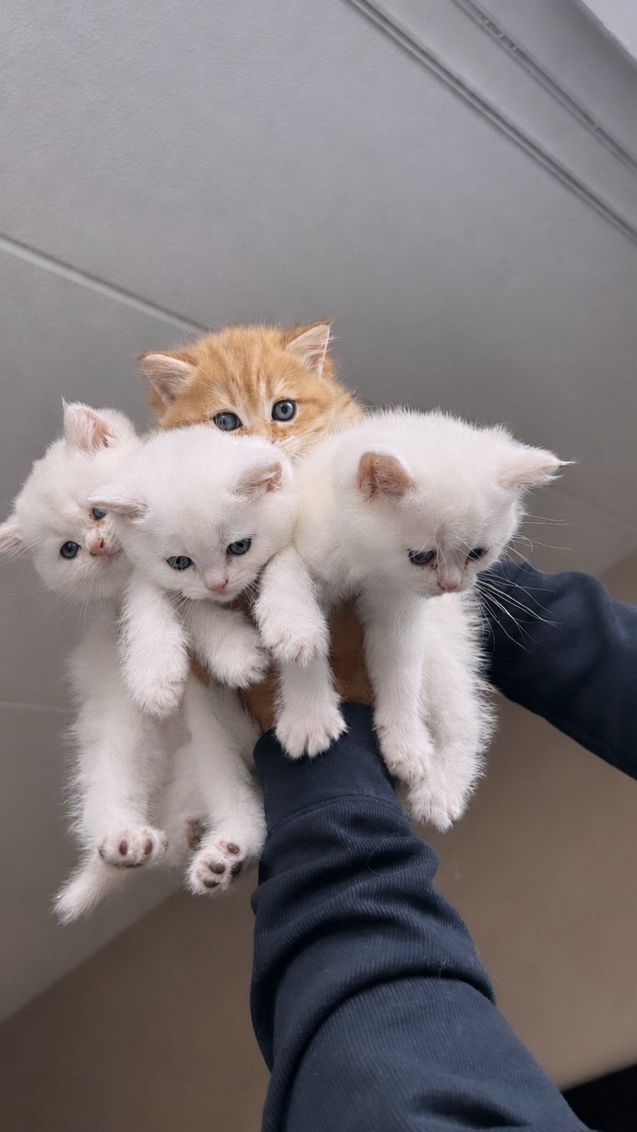 Britse Korthaar kittens, Meerdere dieren, Gechipt