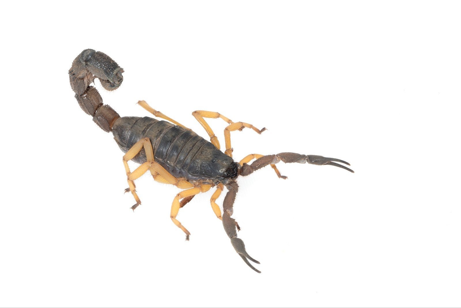 Schorpioenen