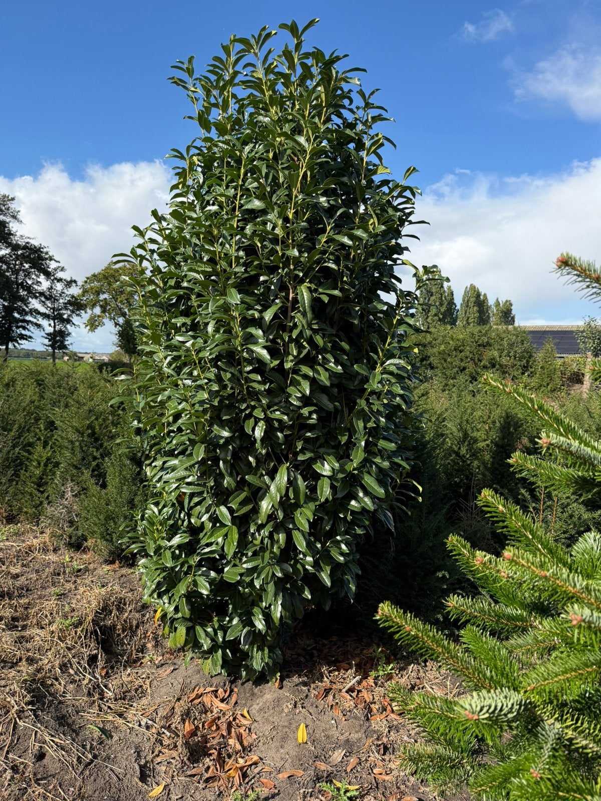 Zeer grote laulier genolia 2,0/2.5 plus groeit als zuil, Tuin en Terras, Bloeit niet, 100 tot 250 cm, Zuilboom, Ophalen