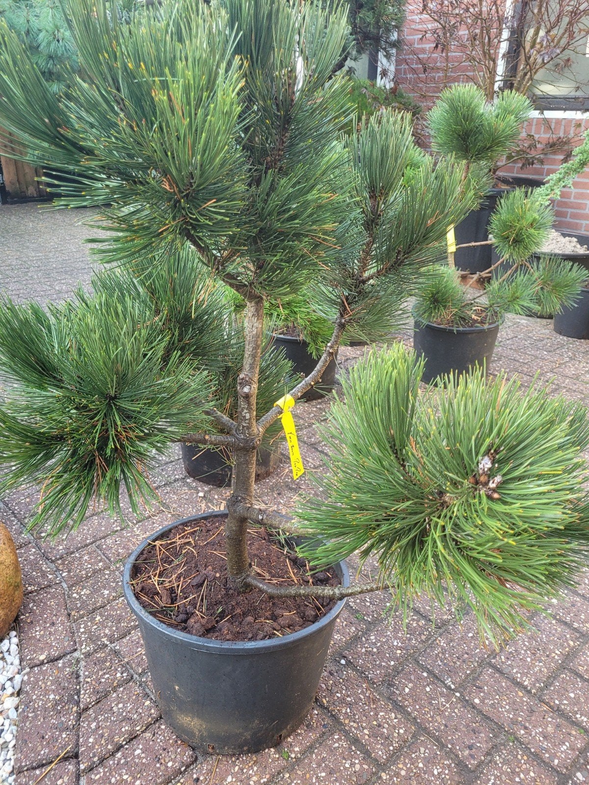 Pinus Pon Pon - Japanse Zwarte Den (5 stuks), Volle zon, Vaste plant, Bloeit niet, Ophalen