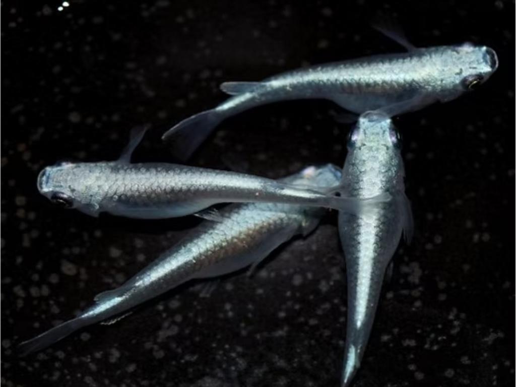 Rijstvis medaka - Miyuki blue, Dieren en Toebehoren, Vissen | Aquariumvissen, Vis