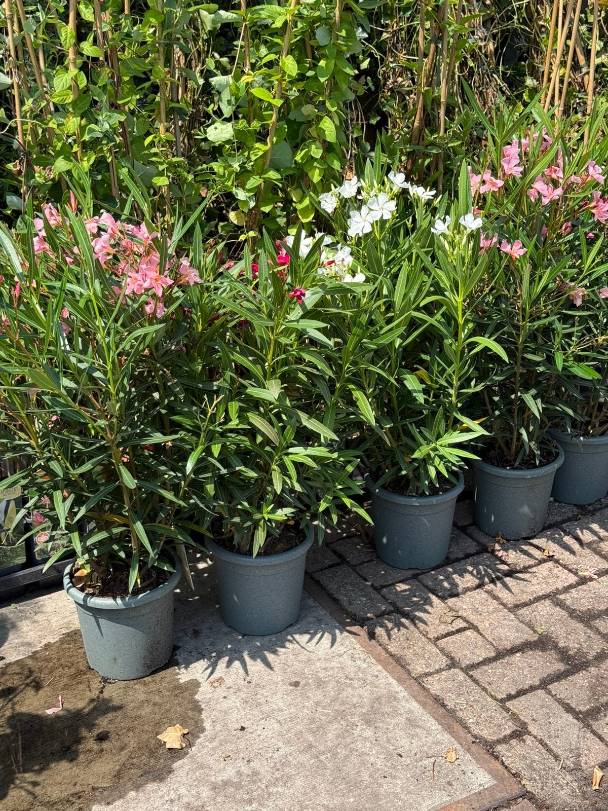 Oleanders italiaanse import nette pot 4 liter hoogte 70.+, Volle zon, Vaste plant, Zomer, Ophalen