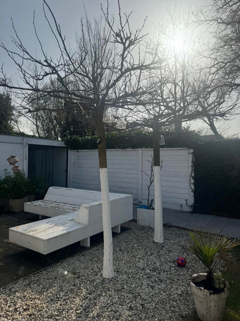 2 mooie dakplatanen moerbei, Tuin en Terras, Ophalen, Bloeit niet, Volle zon, Overige soorten