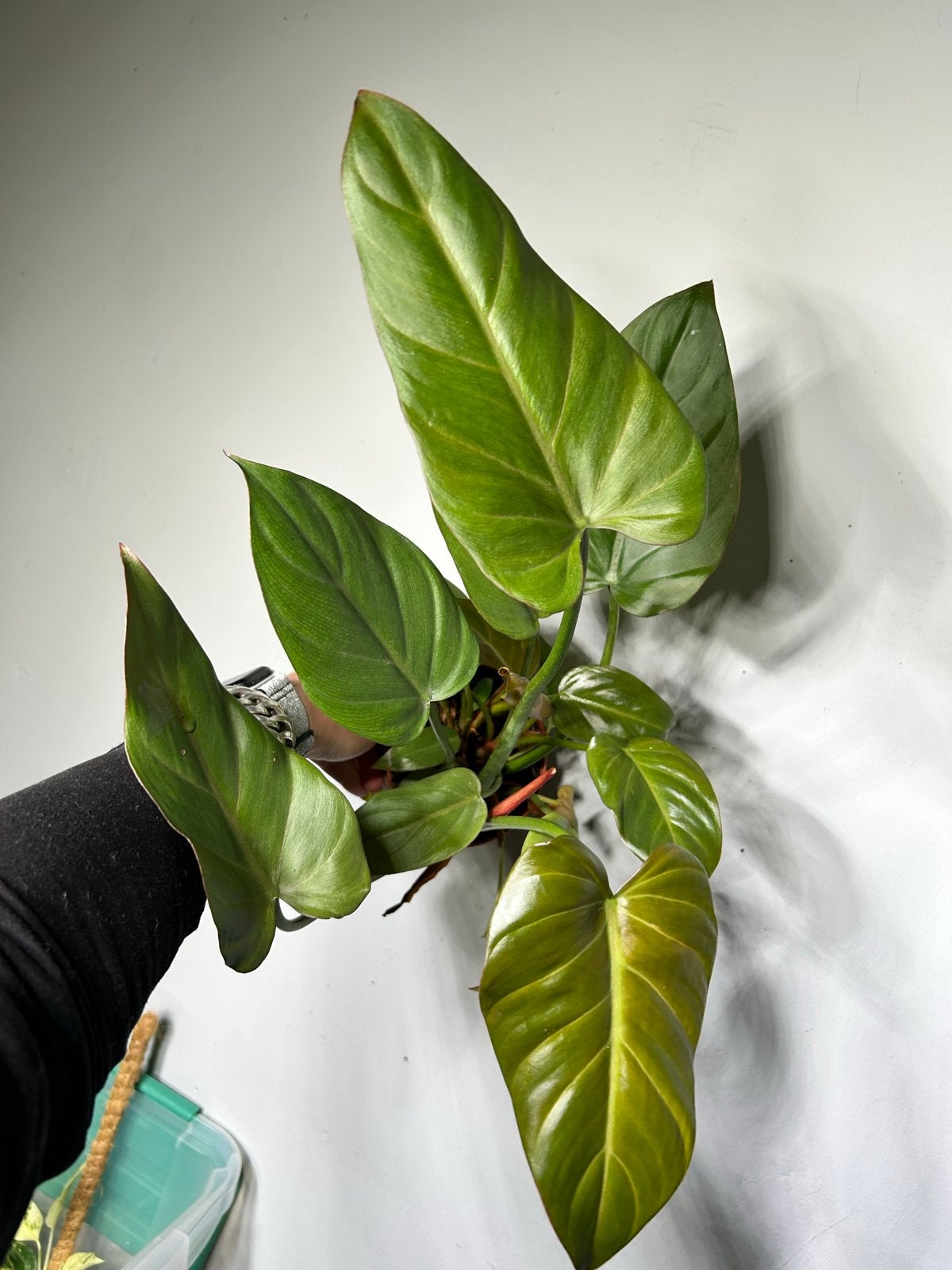Grote Philodendron Summer Glory, Overige soorten, In pot, Minder dan 100 cm, Groene kamerplant