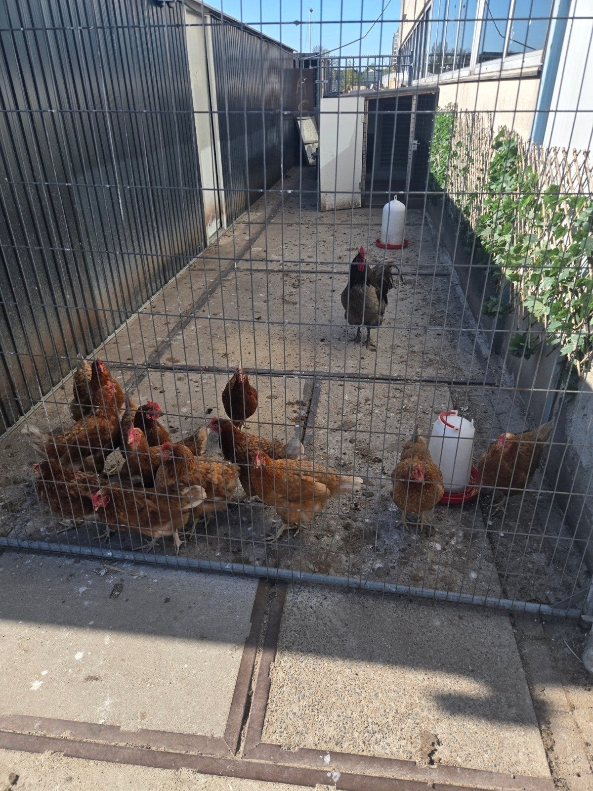 Gratis 11 kippen en 2 hanen, Meerdere dieren, Kip