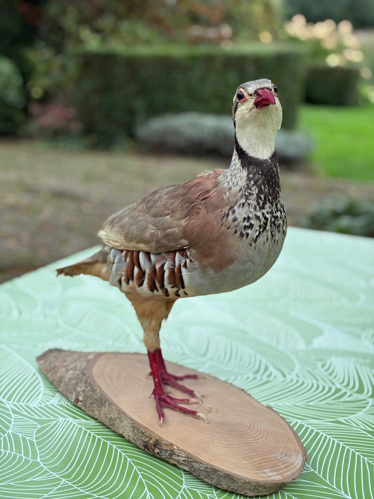 Rode patrijs taxidermie, Ophalen of Verzenden, Zo goed als nieuw, Vogel, Opgezet dier