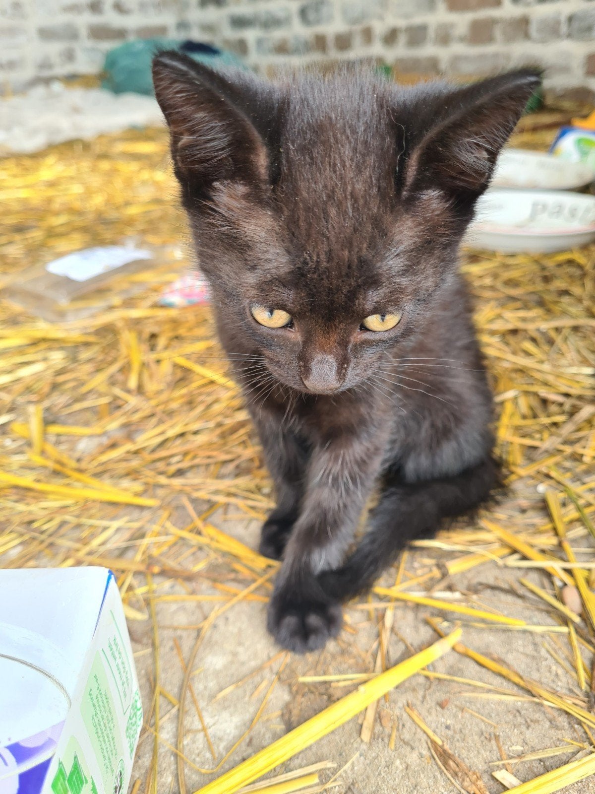 Babypoesjes, kittens, Meerdere dieren