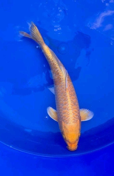 Dragonscale yamabuki koi, Dieren en Toebehoren, Karper of Koi