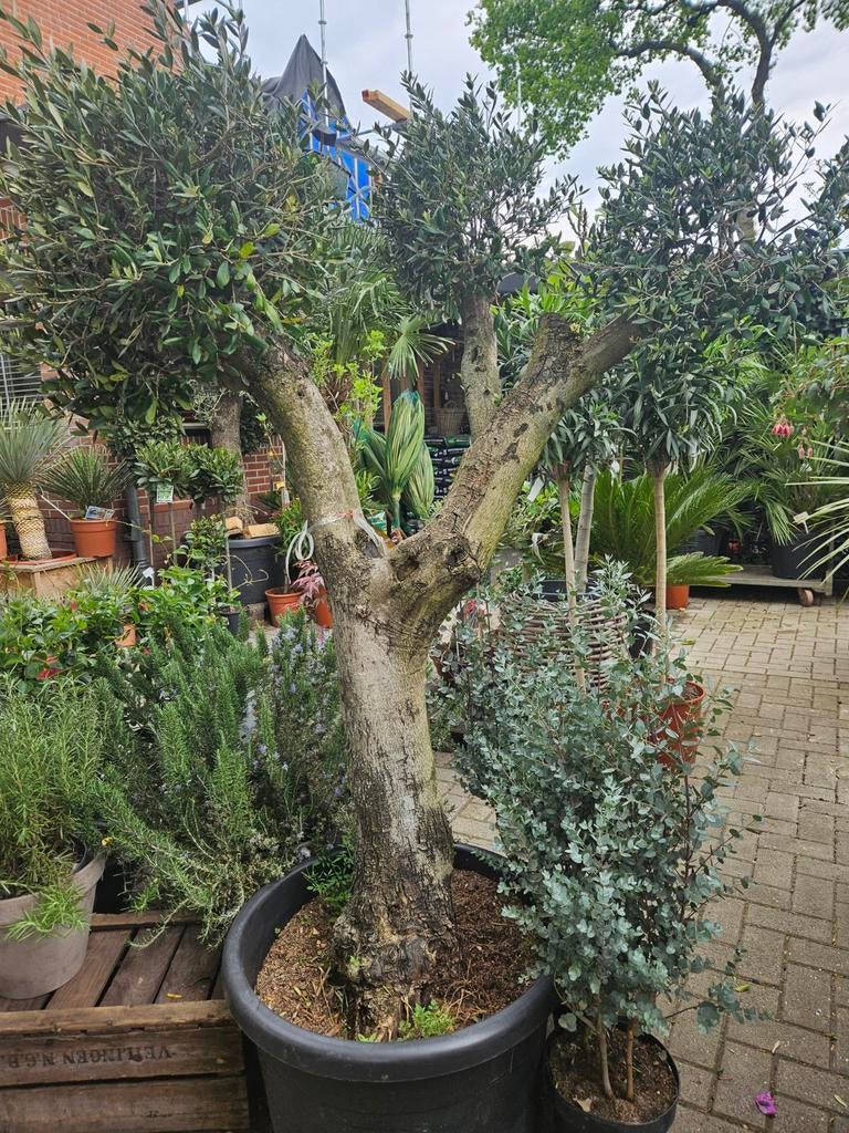 Olijfbomen diverse maten: gratis bezorgd in&om Hilversum, Tuin en Terras, Ophalen of Verzenden, Volle zon, Olijfboom, 100 tot 250 cm