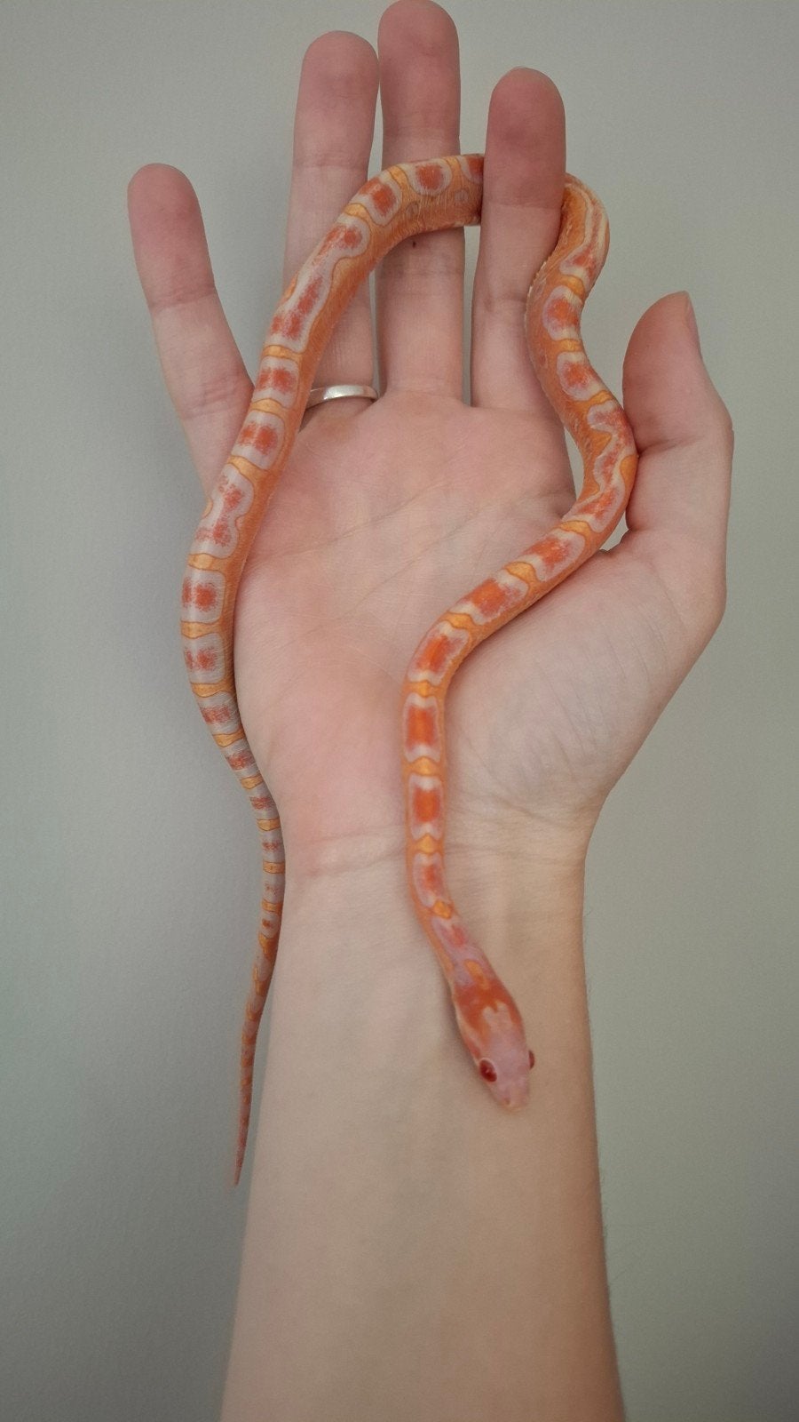 pantherophis guttatus/ rode rattenslangen Corn Snake photo 2