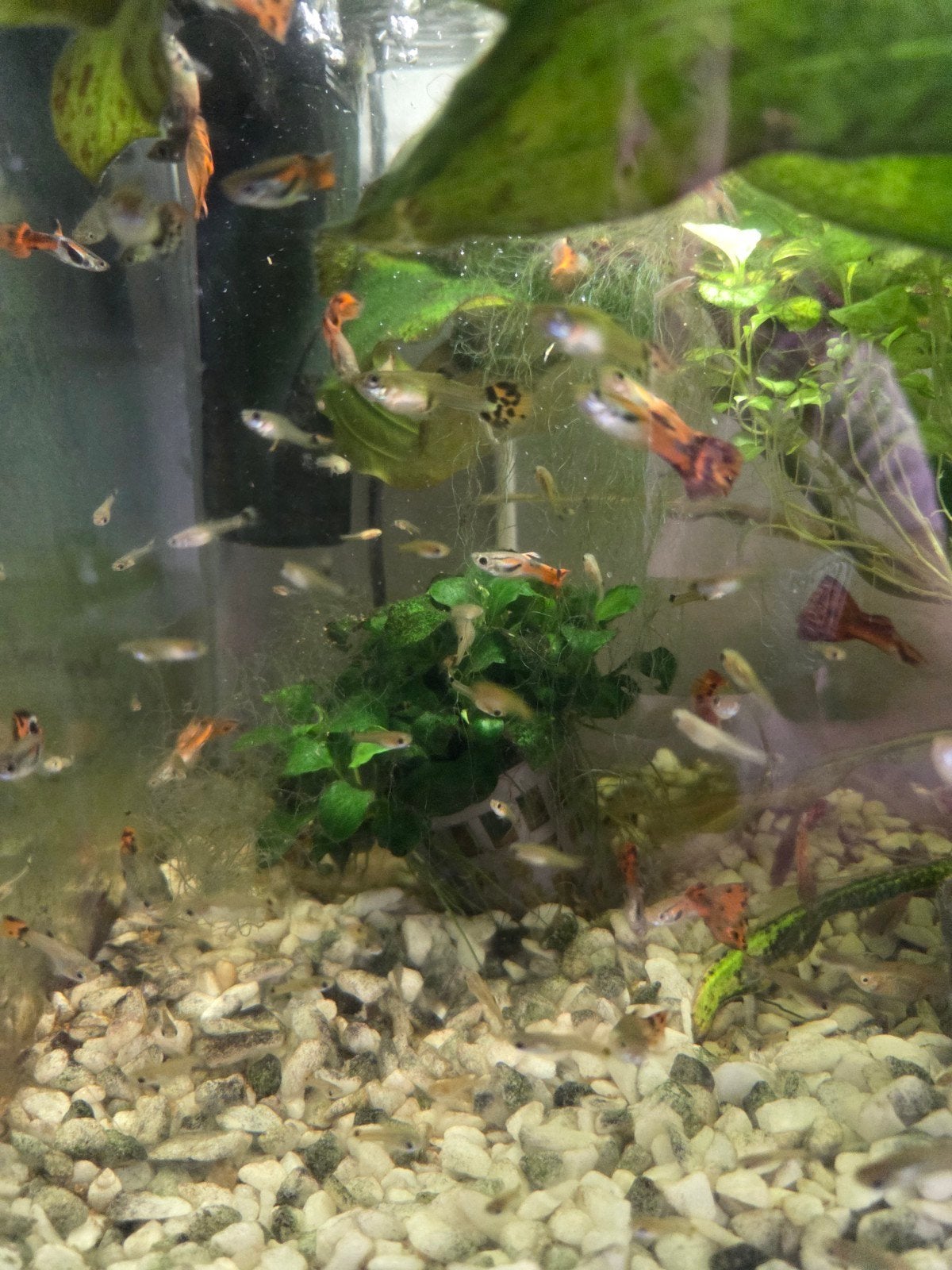 Jonge guppen, Dieren en Toebehoren, Vis
